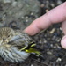 Pine Siskin getting a pet by stephomy