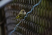 6th Jan 2021 - Siskin on the Fence