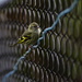 Siskin on the Fence by stephomy