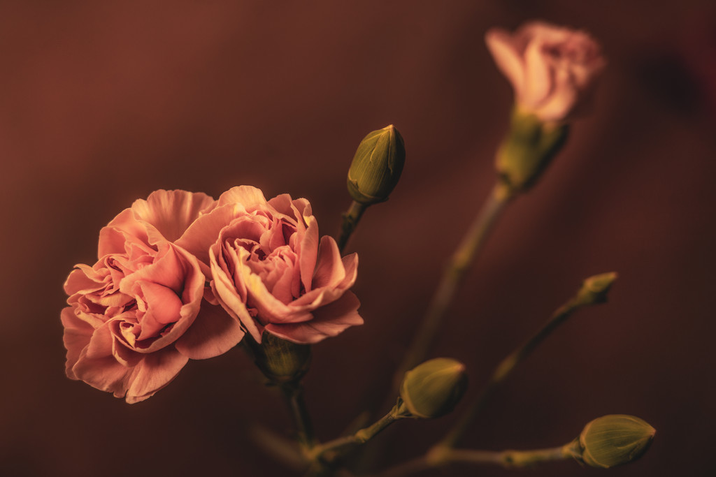 mini carnations by jernst1779