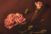 9th Jan 2021 - mini carnations