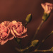 mini carnations by jernst1779