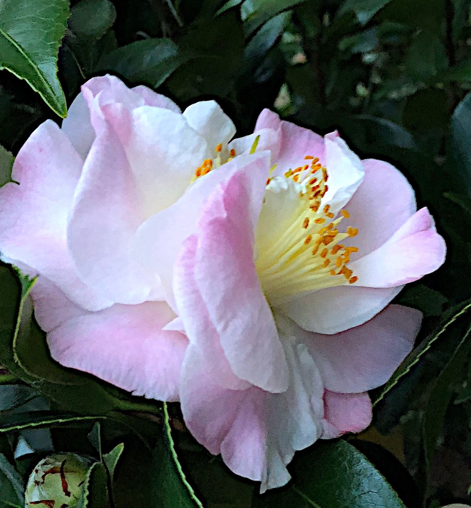 Camellias never cease to astonish me with their beauty! by congaree