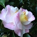 Camellias never cease to astonish me with their beauty! by congaree