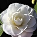 Our First White Camellia of the Season  by markandlinda