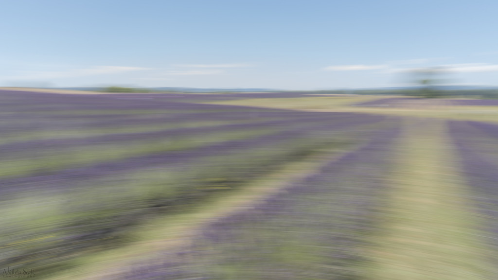 Lavender Field ICM by nickspicsnz
