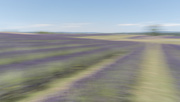 9th Jan 2021 - Lavender Field ICM