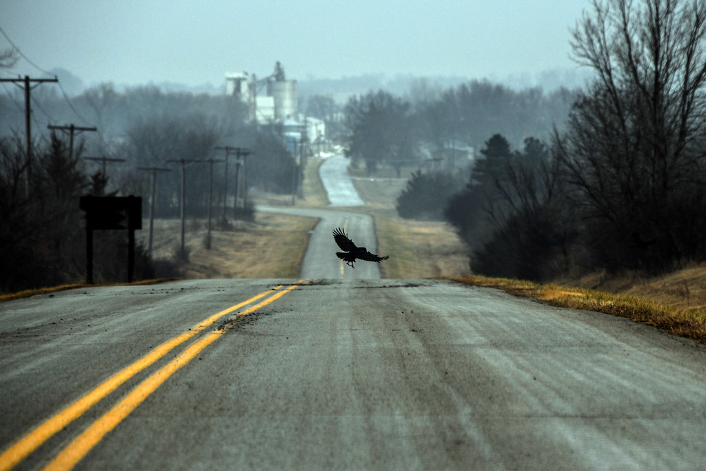Road Crow by kareenking
