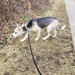 Walking the foster puppy by scoobylou