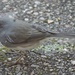 Junco Close Up by allie912
