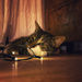 Cat and lights.  by cocobella