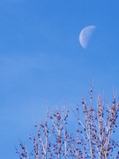 10th Jan 2021 - Carolina morning moon...