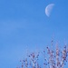 Carolina morning moon... by marlboromaam
