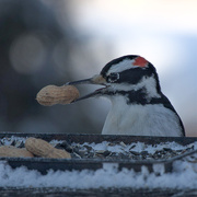 9th Jan 2021 - Woodpecker with Peanut 🥜 
