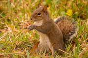 9th Jan 2021 - Backyard Squirrel Having a Snack!