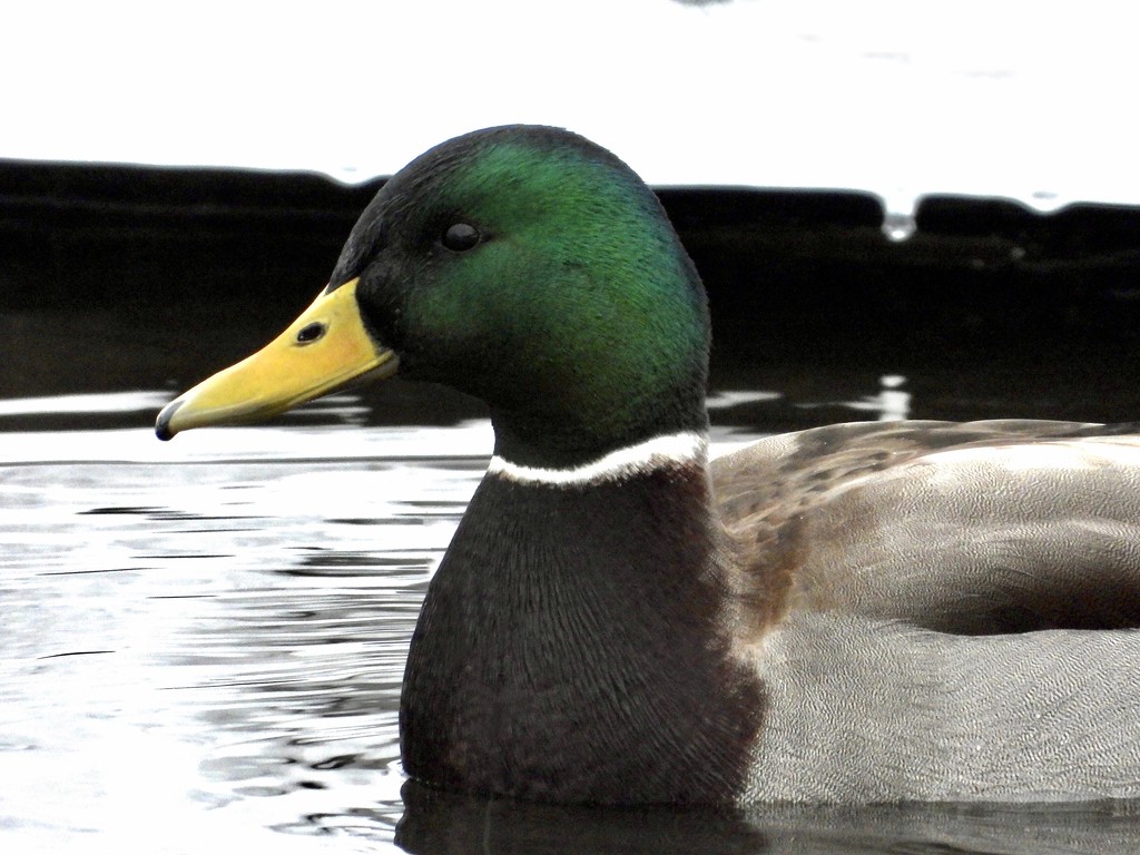 just a duck by amyk