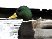 9th Jan 2021 - just a duck
