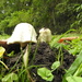 Emerging mushrooms by jeneurell