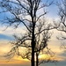 Winter tree and sunset along the Ashley River by congaree