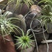 Airplant baby by nicolaeastwood