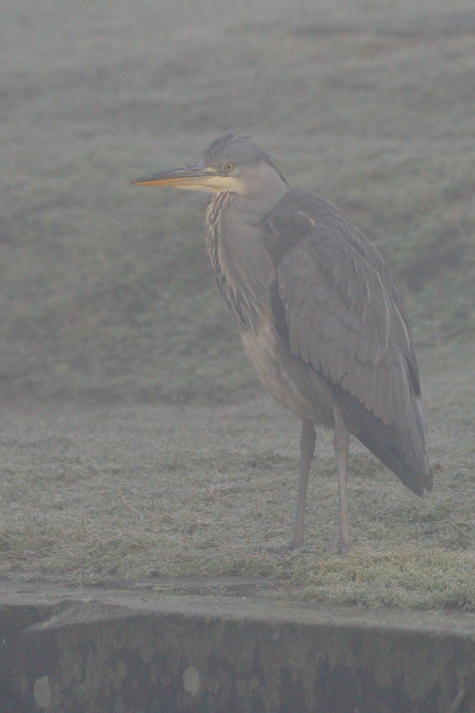 FOGGY FISHER by markp