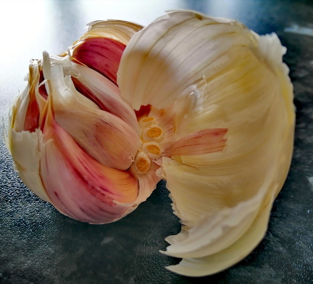 Garlic  by flowerfairyann