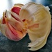 Garlic  by flowerfairyann