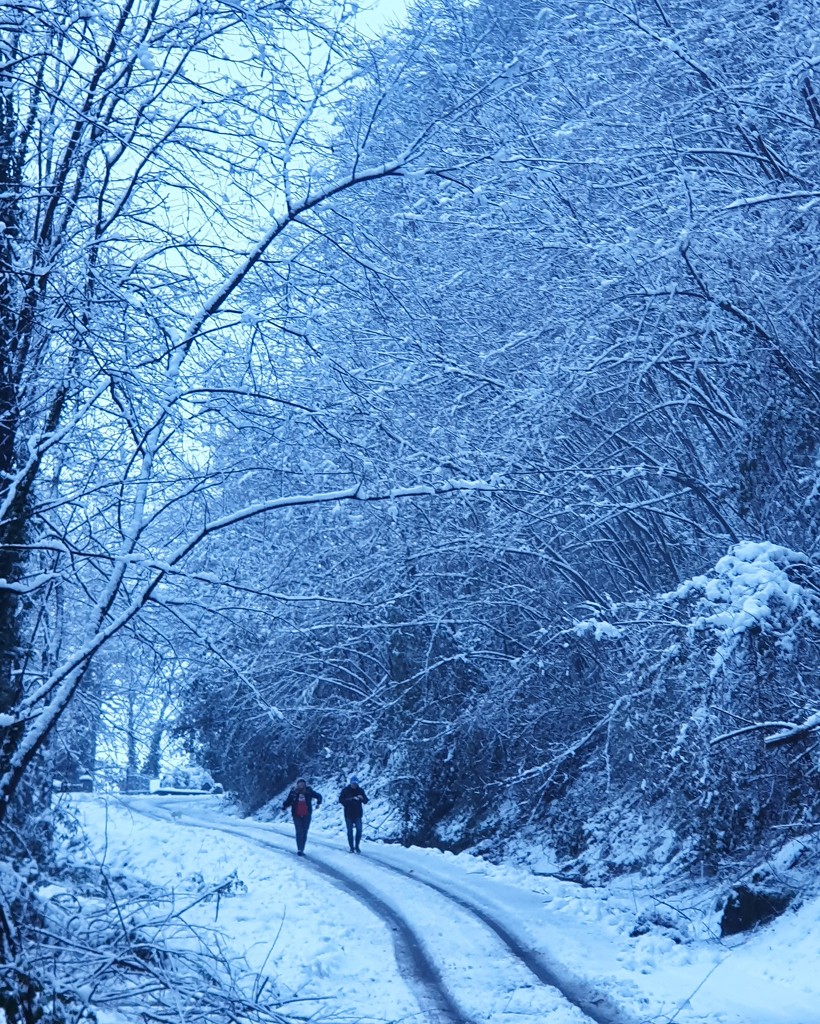 A Snowy Walk! by will_wooderson