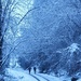 A Snowy Walk! by will_wooderson