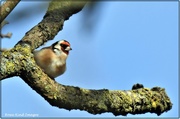 10th Jan 2021 - Peeping goldfinch