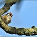 Peeping goldfinch by rosiekind