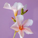 Oleander flowers by ingrid01