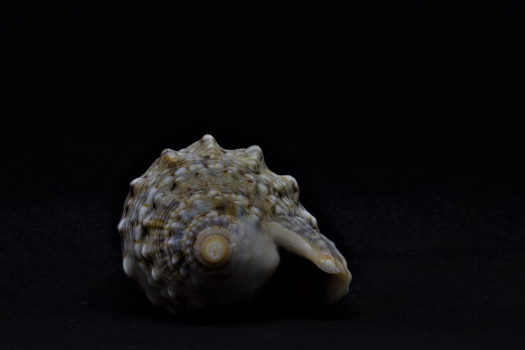 shell by christophercox
