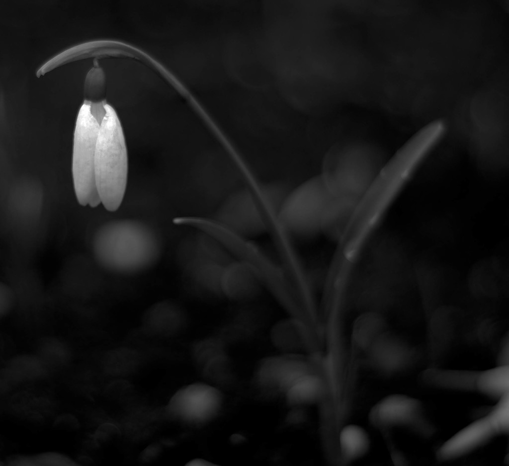 Snowdrop by tracybeautychick