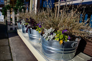 9th Jan 2021 - Clever planters