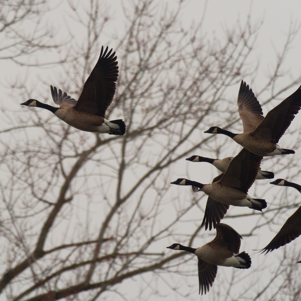Geese in front of trees by rminer
