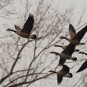 10th Jan 2021 - Geese in front of trees