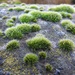 Moss by oldjosh