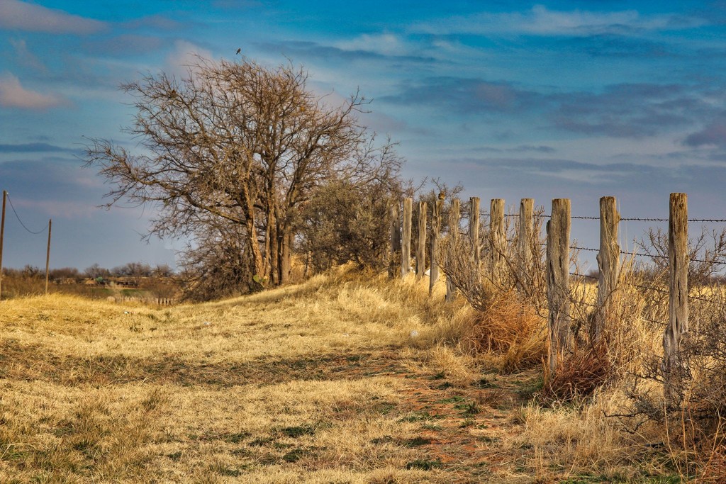 Fence Line by judyc57