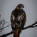 Juvenile Red-Tailed Hawk by mgmurray