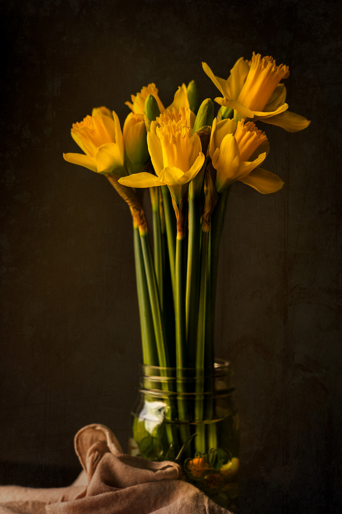 daffodils! by jernst1779