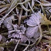 Frosty Leaves by carole_sandford