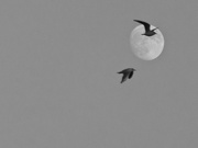 9th Jan 2021 - Two birds and the moon