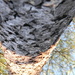 Pine Tree Upside Down by sfeldphotos