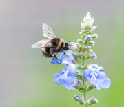 10th Jun 2021 - Busy Bee