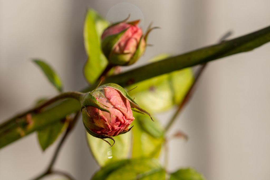 Darling Buds of January by gbeauchamp