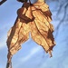 A Maple Leaf by njmom3