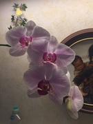 9th Jan 2021 - Dad’s orchid has bloomed 