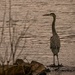 It’s a gray day for Mr Heron  by samae