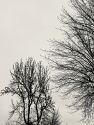10th Jan 2021 - Bare trees